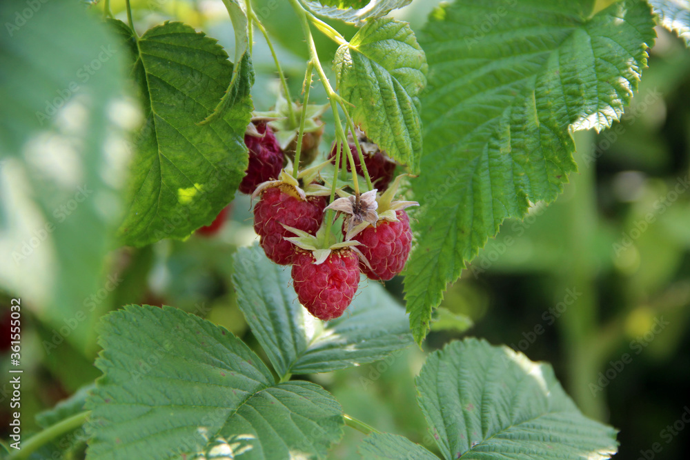 A bunch of ripe raspberries among green leaves closeup. A bunch of ripe raspberries among green leaves closeup.