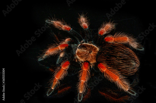 Black and red hairy spider on isolated black background with reflection. Close up big red tarantula Theraphosidae.