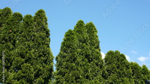 emerald thuja green trees on blue sky