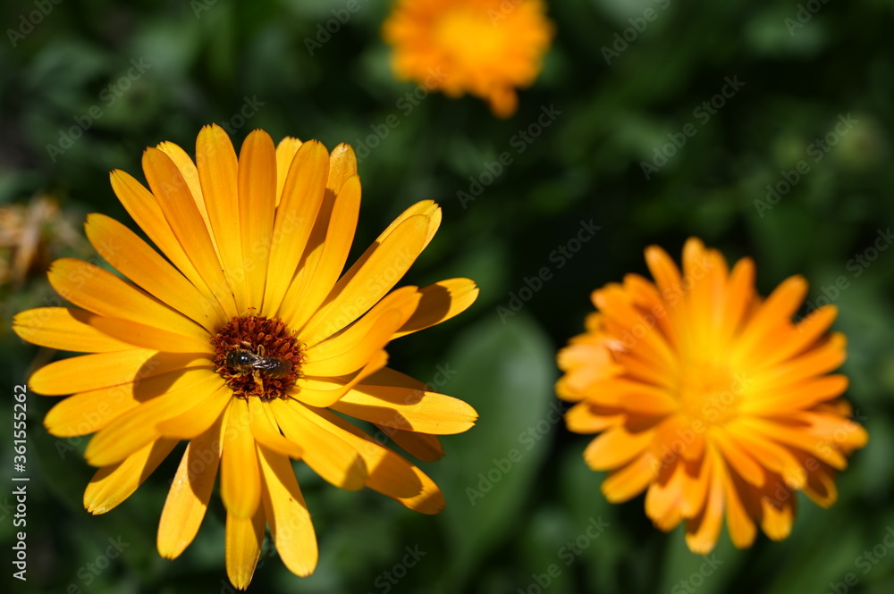 close-up, an insect that collects pollen and yellow flowers illuminated by sunlight close-up, an insect that collects pollen and yellow flowers illuminated by sunlight