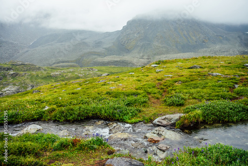 Vivid green alpine landscape with mountain creek among rich vegetation and mountains among low clouds. Colorful scenery with mountain brook, wild flora and rocks in fog. Scenic nature of highlands.