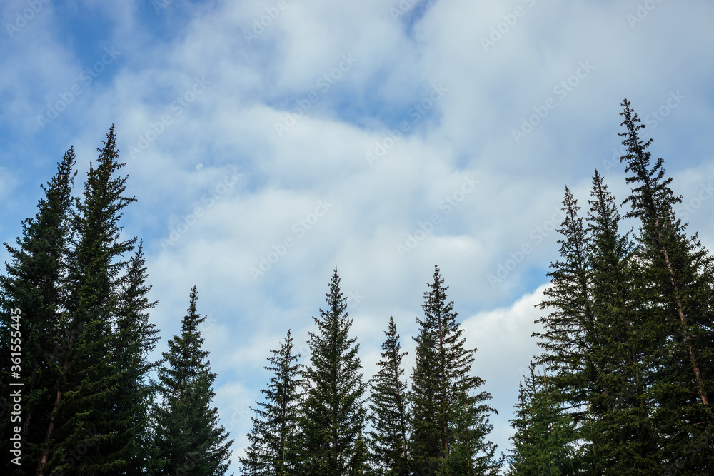 Silhouettes of fir tops on background of clouds. Atmospheric minimal forest scenery. Tops of green coniferous trees against cloudy blue sky. Nature backdrop with firs and sky. Woody mystery landscape.