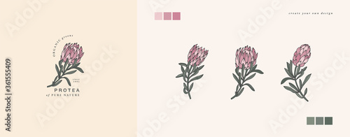 Vector illustration protea flower- vintage engraved style. Logo composition in retro botanical style.