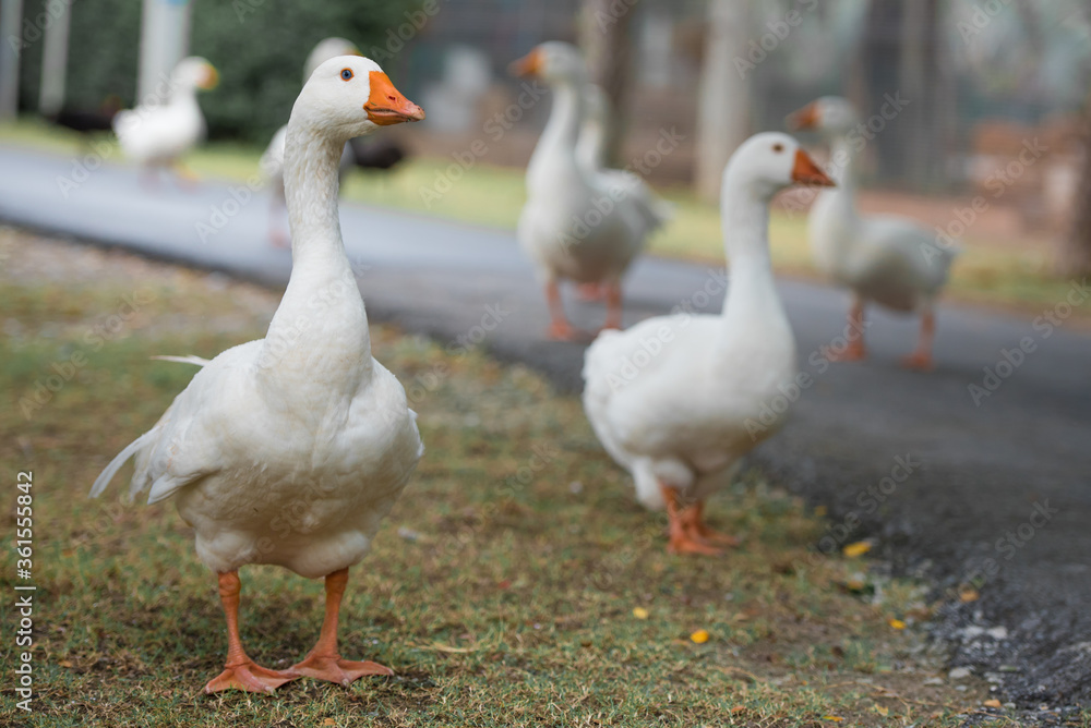 White gooses walking on the park. White gooses walking on the park.