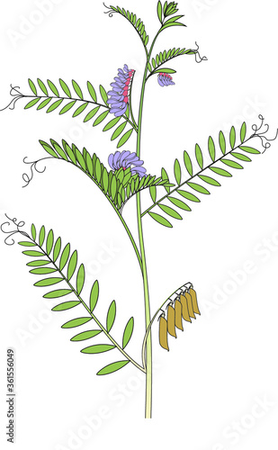 Vicia cracca (blue vetch)