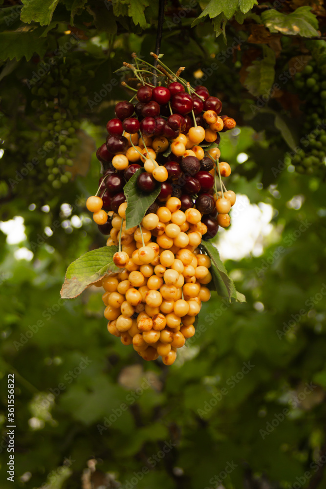 Multicolored cherries strung on a stick hanging on grapes Multicolored cherries strung on a stick hanging on grapes