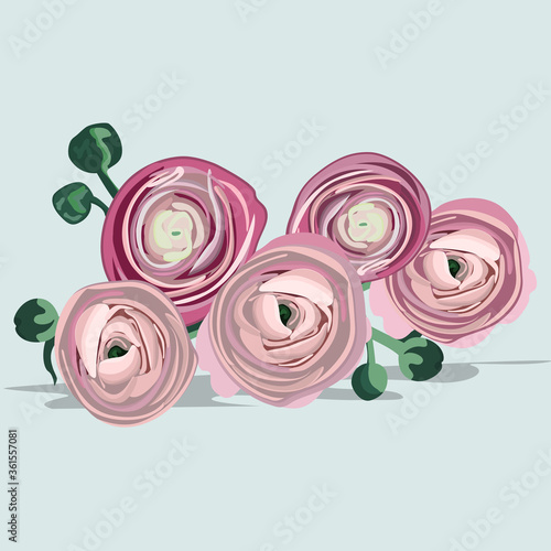 .Beautiful bright summer flowers vector illustration, Ranunculus, pink flowers bouquet for illustrations, books, cards, stickers, advertising, wedding invitations