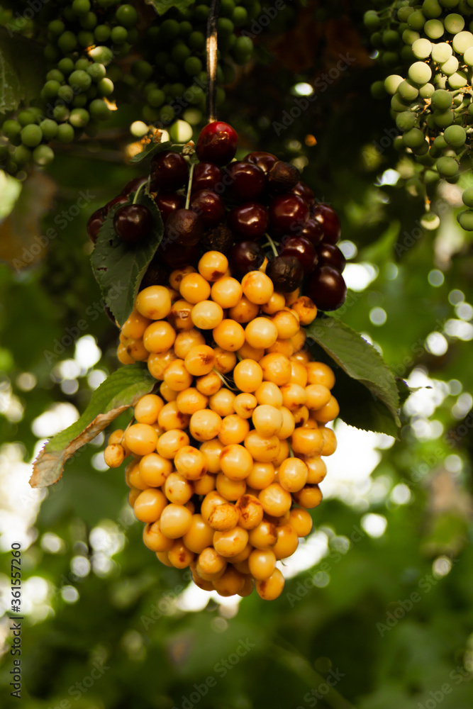 Multicolored cherries strung on a stick hanging on a green tree