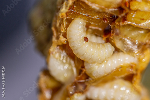 Varroamilbe auf Bienenpuppe