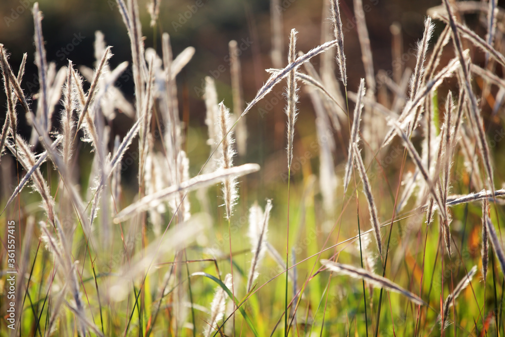 reeds grass flower reeds grass flower