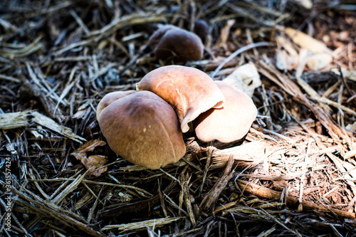 mushrooms in the forest