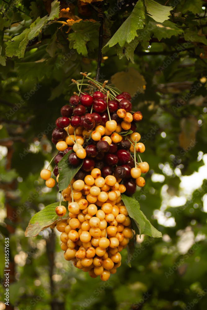 Multicolored cherries strung on a stick hanging on grapes