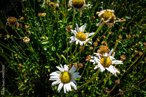 yellow flowers in the grass
