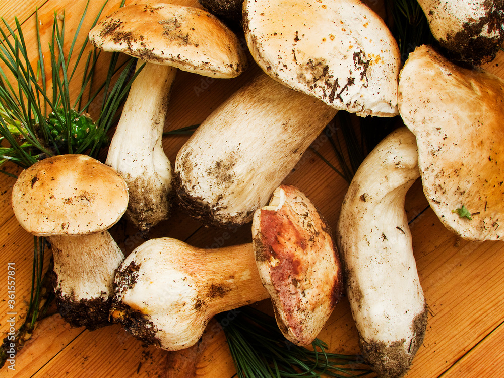 Fresh Cep mushrooms