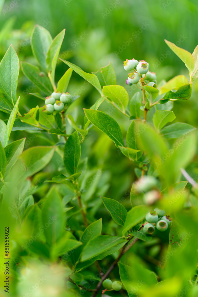 Fototapeta premium Green berries of blueberry on a bush with leaves.