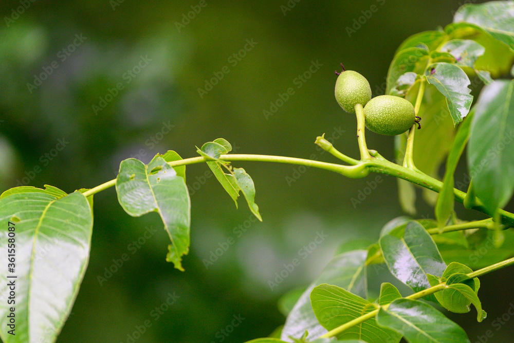 Green walnut fruits and green leaves on the tree. Green walnut fruits and green leaves on the tree.