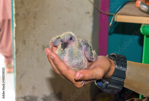Close up of a common pigeon chick in human hand
