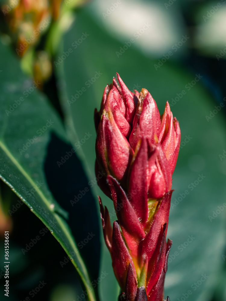 Close up of a red flower bud