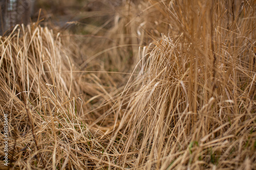 dry grass texture in yellow shades