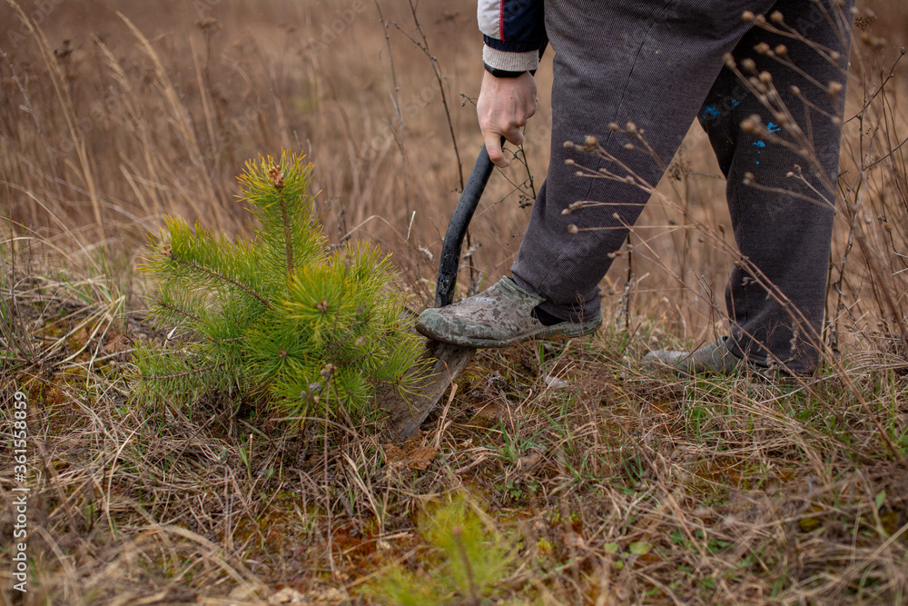 A man with a shovel plants a Christmas tree in the forest A man with a shovel plants a Christmas tree in the forest