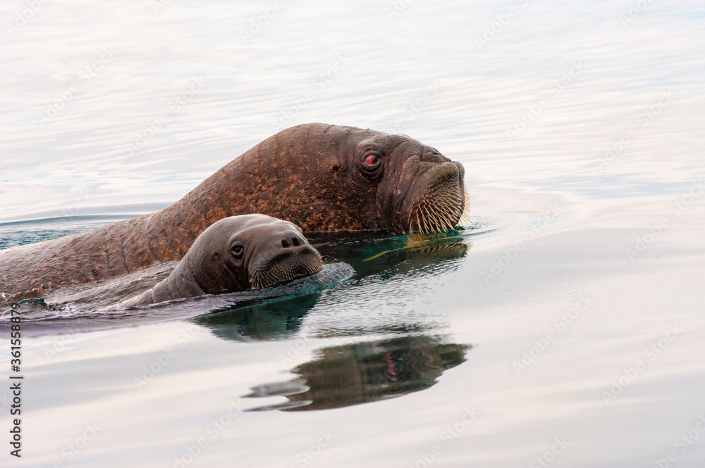 Fototapeta premium Adult walrus (Odobenus rosmarus) with its young in the water, Krasin Bay, Wrangel Island, Chuckchi Sea, Chukotka, Russian Far East, Unesco World Heritage Site