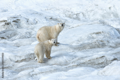 Mother polar bear with a two years old cub  Ursus Maritimus  walking on the ice  Wrangel Island  Chuckchi Sea  Chukotka  Russian Far East  Unesco World Heritage Site