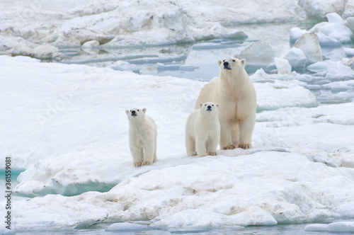 Mother polar bear with two cubs (Ursus Maritimus), Wrangel Island, Chuckchi Sea, Chukotka, Russian Far East, Unesco World Heritage Site