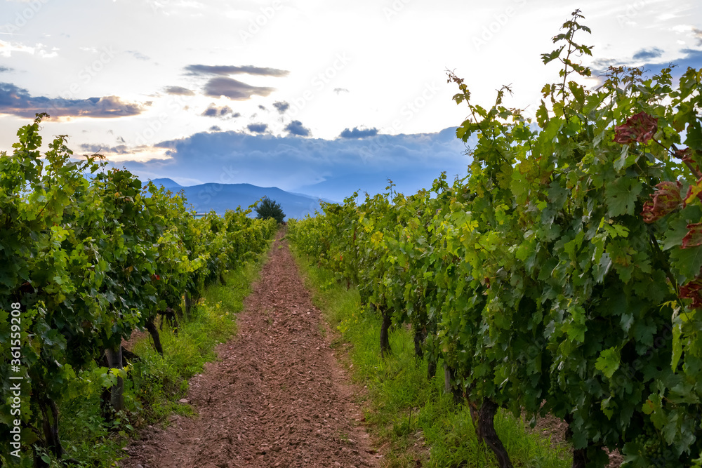 Naklejka premium Green vineyards with traditional Bulgarian grape varieties in the spring in Bulgaria. Vine leaves and young grapes on cloudy sky background