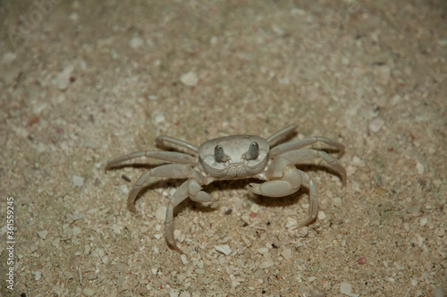 Crab in the sand among shells in the sea