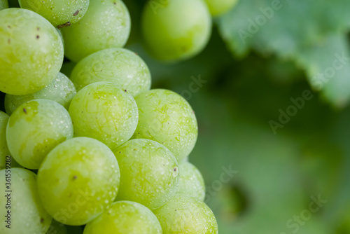 Close up of green still unripen grapes on a vine in Bulgaria. Vineyard in Bulgaria in the summer before harvest season. Young green grapes detail
 photo