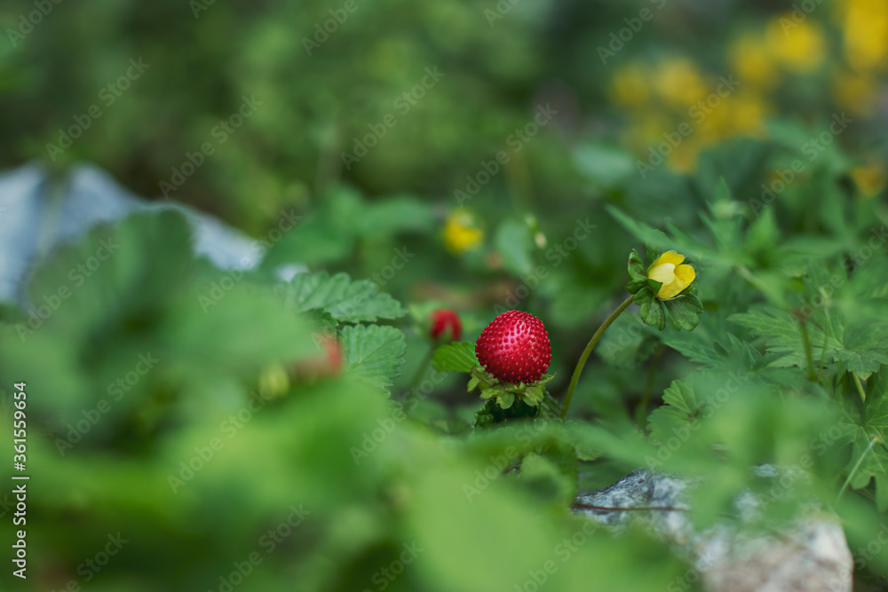 Red berries of decorative strawberries on an alpine slide in the garden. Warm sunny day in the middle of summer.
Red berries of decorative strawberries on an alpine slide in the garden. Warm sunny day in the middle of summer.