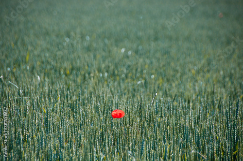 coquelicot seul dans un champ de blé photo