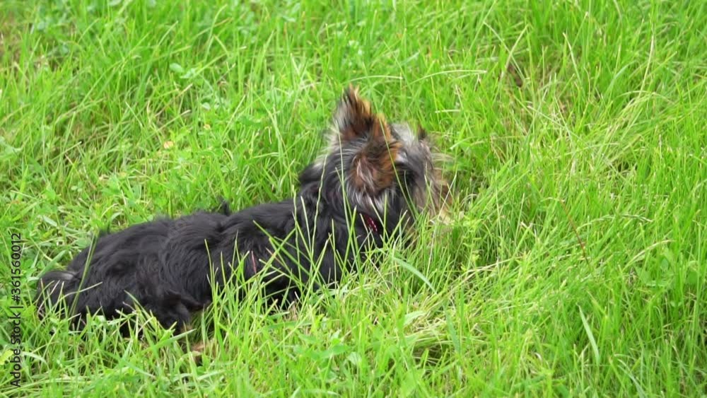 Puppy Yorkshire Terrier outdoor, slow motion Puppy Yorkshire Terrier outdoor, slow motion