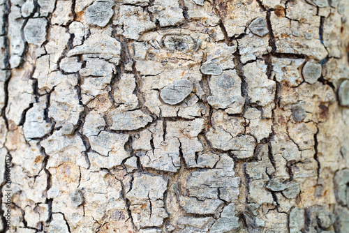 cracked bark tree