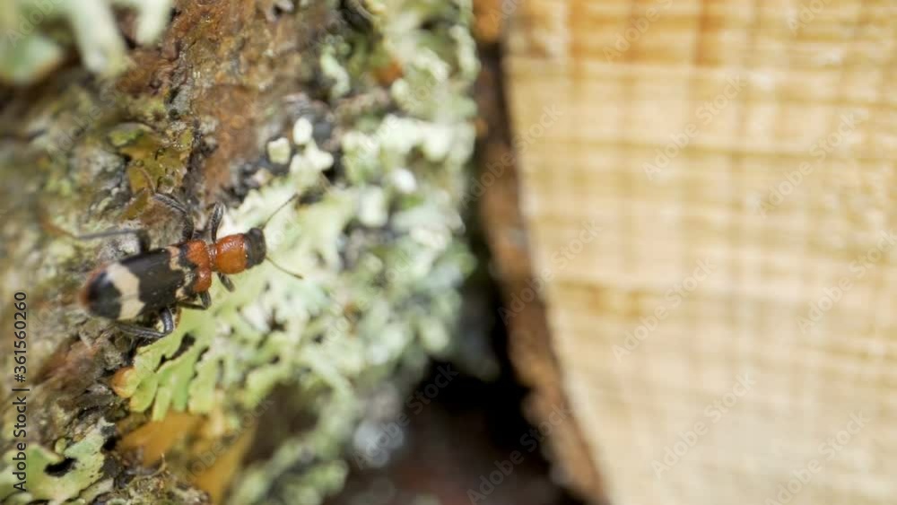 The black and red bug on the tree trunk The black and red bug on the tree trunk