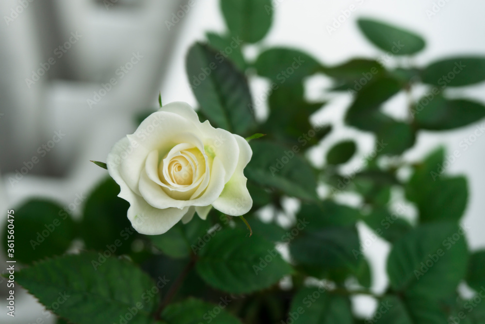 White miniature rose bud and foliage on white background. Close up rose White miniature rose bud and foliage on white background. Close up rose
