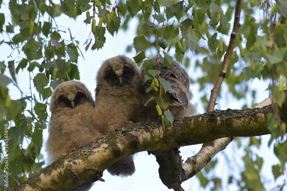 Fototapeta premium trio de jeune moyen duc