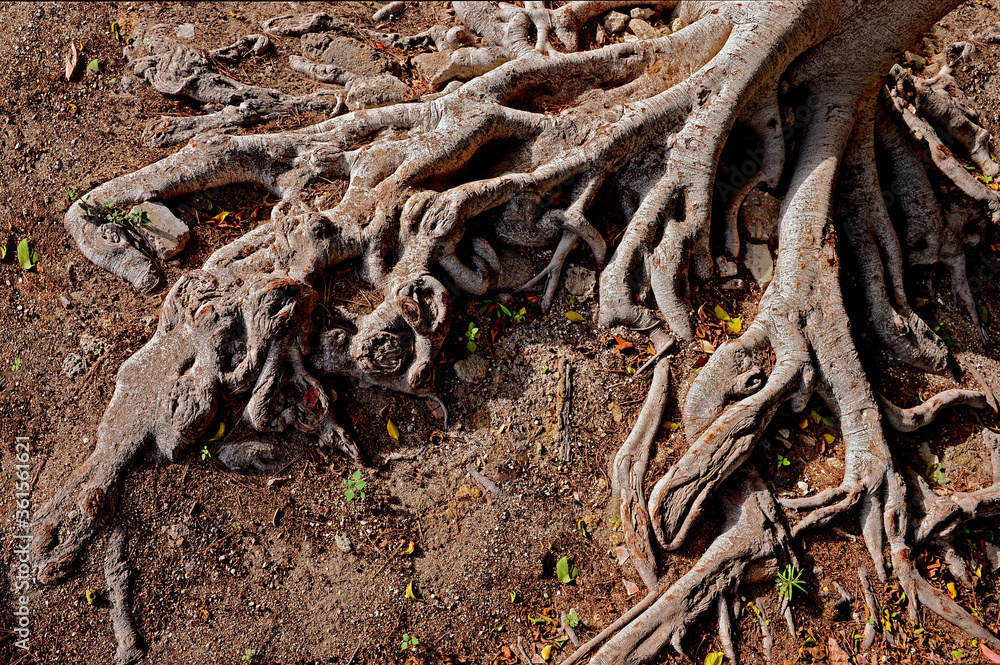Natural artistic composition created from intertwined and branched roots Natural artistic composition created from intertwined and branched roots
