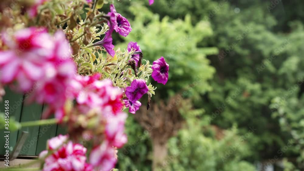 Purple Petunias in a balconniere during light rain (medium/wide shot). Purple Petunias in a balconniere during light rain (medium/wide shot).