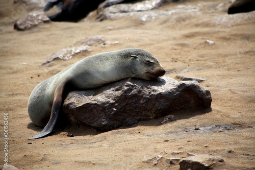 Namibia, Cape Cross Seal Reserve, Sea lion sleeps lying on rock