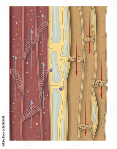 Section of the stem plant. Xylem, phloem