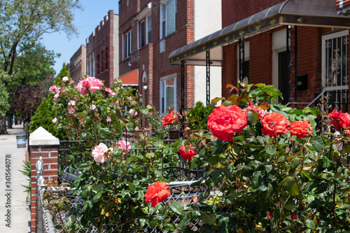 Beautiful Orange Roses in a Garden with a Row of Old Brick Homes in Astoria Queens New York © James