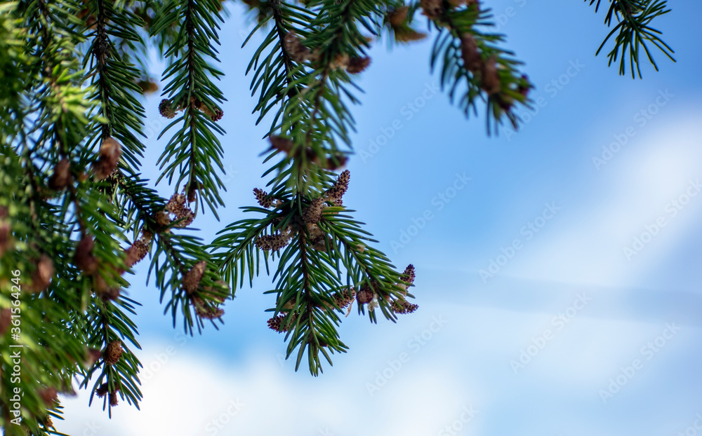 Multi-colored bumps on the branches of a coniferous tree.