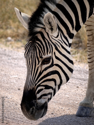 Namibia  Etosha park  Zebra  close-up view
