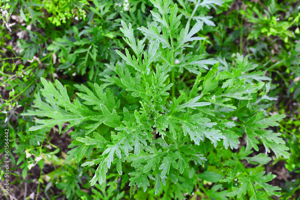 Ragweed bushes. Ambrosia artemisiifolia shrubs that causes allergic reactions. Young bush have not yet bloomed ambrosia. Close-up. Selective focus. Ragweed bushes. Ambrosia artemisiifolia shrubs that causes allergic reactions. Young bush have not yet bloomed ambrosia. Close-up. Selective focus.