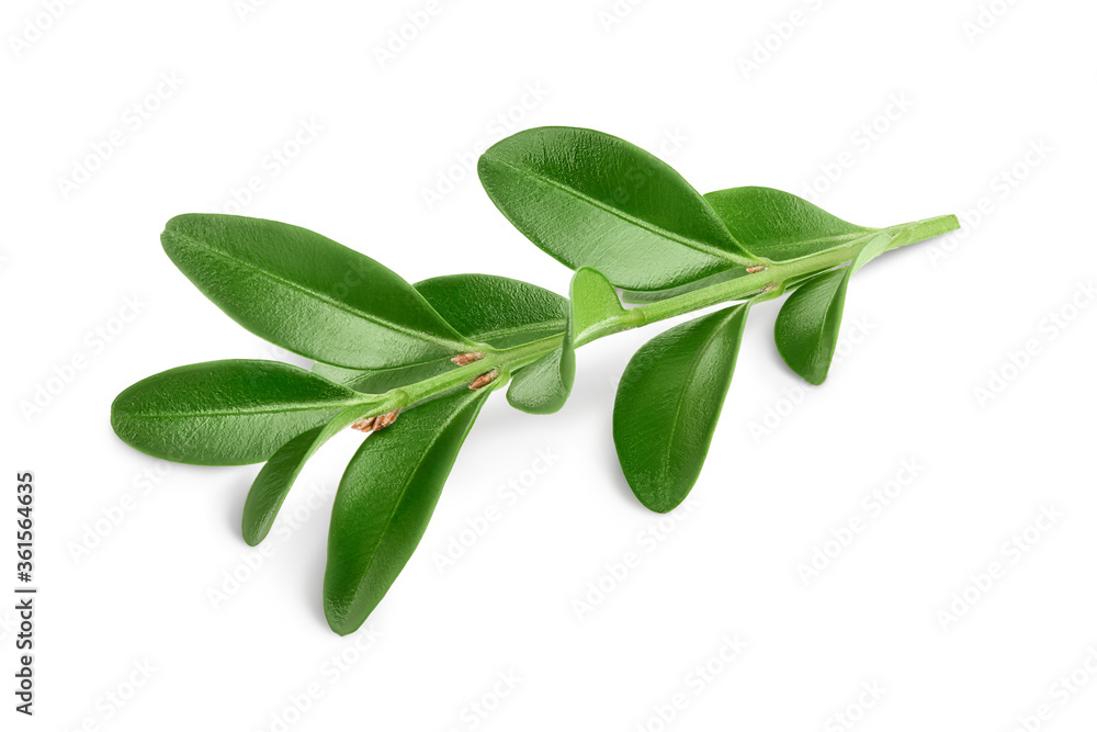 Boxwood branch isolated on a white background with clipping path and full depth of field