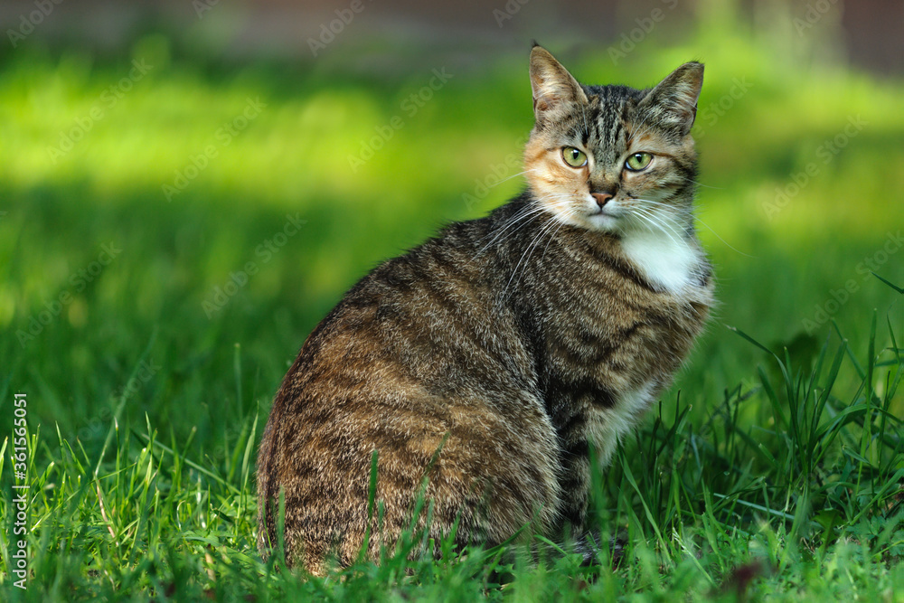 Tabby cat sitting in the grass and looking at the camera