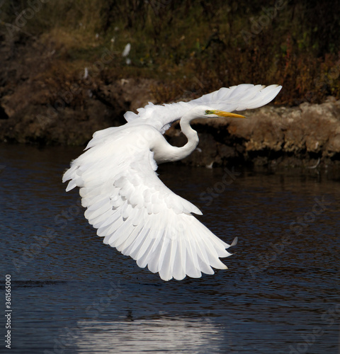 Fototapeta Naklejka Na Ścianę i Meble -  Great White Egret, Ardea alba, flying with wings outstretched to hunt for food in the shallows of a marsh. Taken at Lodmoor Nature Reserve UK