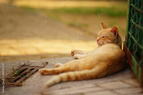 Fototapeta Naklejka Na Ścianę i Meble -  cute ginger cat sleep near old rural fence