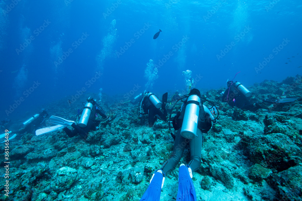 Fototapeta premium scuba diver and coral reef